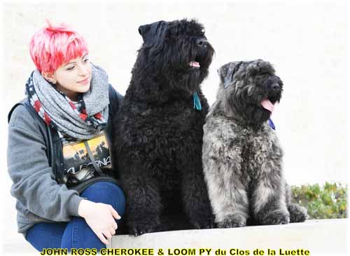 JOHN ROSS et LUM PY du Clos de la Luette SITE WEB ELEVAGE DU CLOS DE LA LUETTE SPECIALISE POUR LE BOUVIER DES FLANDRES ©